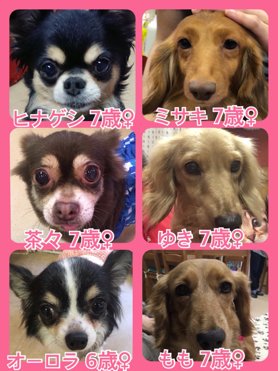 🐾今日の里親様募集中ワンコ🐶メンバーです🐾2019,6,29